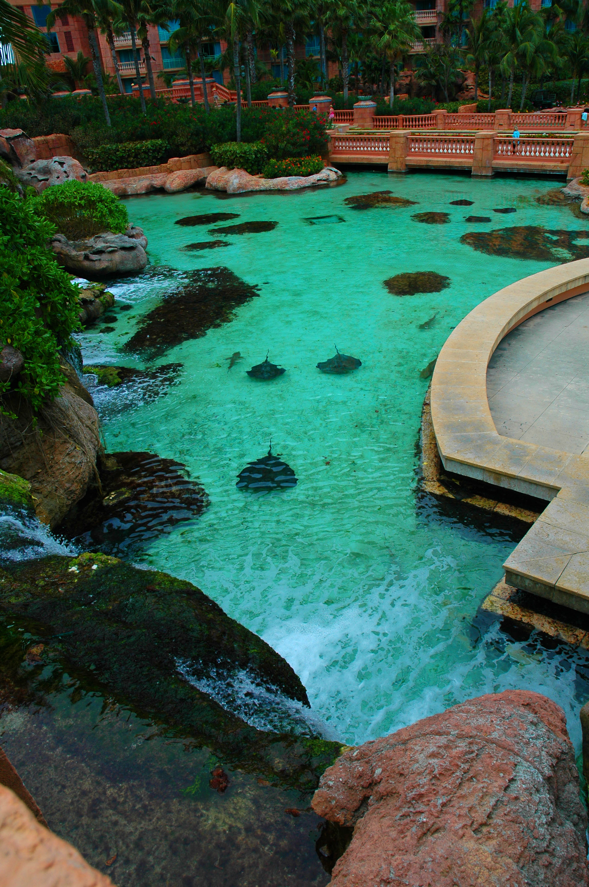 Stingrays